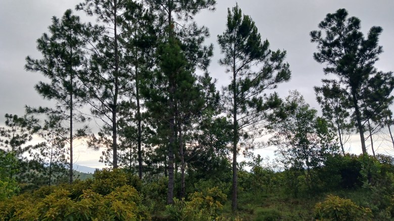Pine trees on the hills of Vallieres. Photo by Edxon Francisque on May 5, 2025, for The Haitian Times.