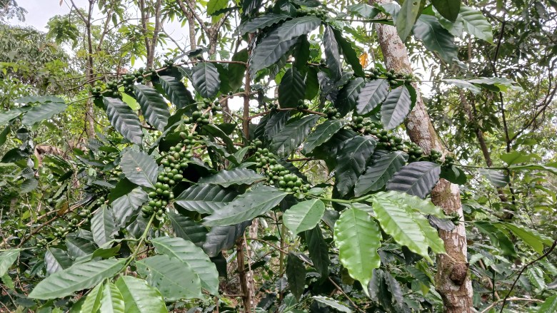 A coffee plant with green coffee beans. Photo by Edxon Francisque for The Haitian Times on May 16, 2025.