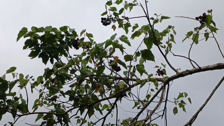 An achiote plant ready for harvest under a cloudy sky on May 16, 2025. Photo by Edxon Francisque for The Haitian Times.