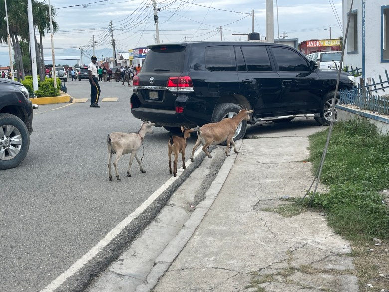 A police officer helplessly watches, while directing traffic on Monday, October 27, 2025, as goats cross the street and walk alongside cars near Cap-Haïtien’s Hugo Chavez International Airport. Photo by Fritznel D. Octave/The Haitian Times
